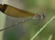 Annie Salager chant terrestre