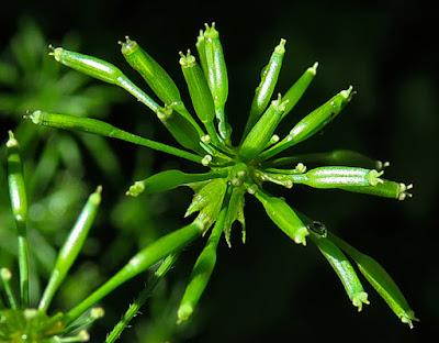 Cerfeuil penché (Chaerophyllum temulum)