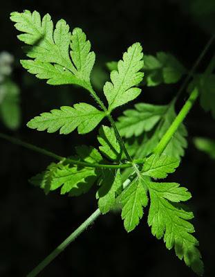 Cerfeuil penché (Chaerophyllum temulum)