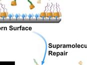 PROTHÈSES OSSEUSES sucre pour lubrifier l’articulation