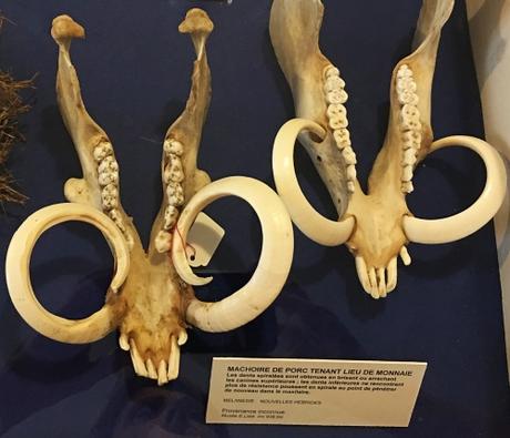 Machoires-porc