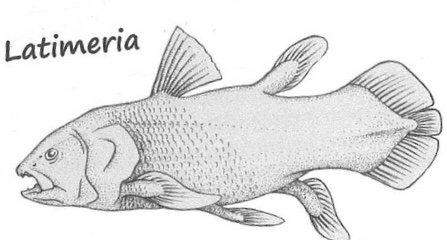 Coelacanthe fullsizeoutput_41ab