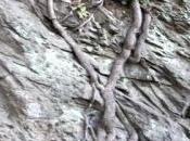 Nuno Judice Naviguer