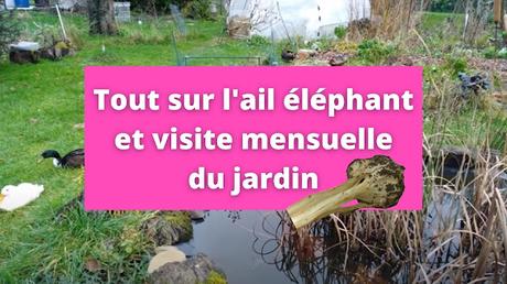 Tout sur l'ail éléphant et visite mensuelle du jardin urbain en permaculture (vidéo)