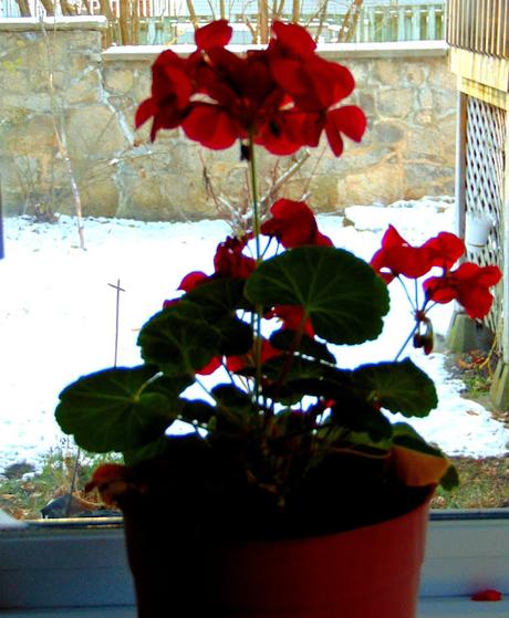 Salade d'épinards, tofu, choux de Bruxelles et pommes, avec vinaigrette au tahini Salade d'épinards, tofu, choux de Bruxelles et pommes, avec vinaigrette au tahini