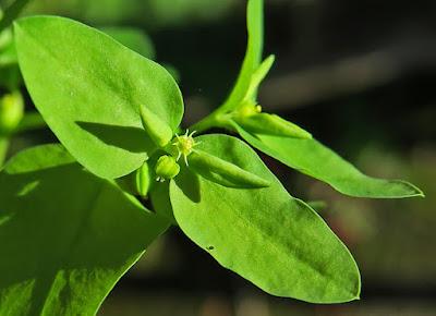 Euphorbe des jardins (Euphorbia peplus)