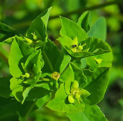 Euphorbe à larges feuilles (Euphorbia platyphyllos)
