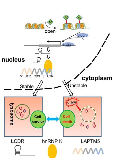 Le ciblage des lysosomes apparaît donc comme une stratégie prometteuse dans le traitement du cancer (Visuel PNAS)