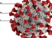 VIRUS RESPIRATOIRES, SARS-CoV-2 virus leur talon d'Achille