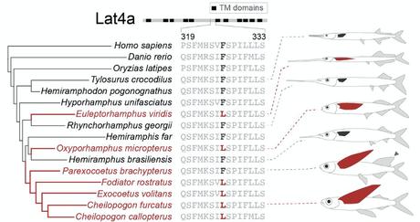 Lat4a chez l'humain et divers poissons Lat4a chez l'humain et divers poissons