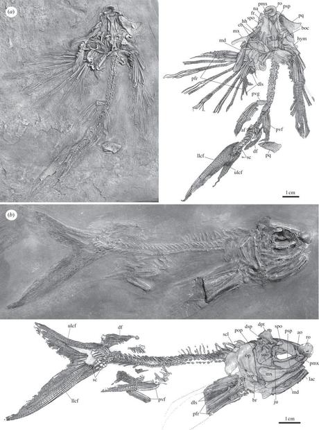 Potanichthys xingyiensis