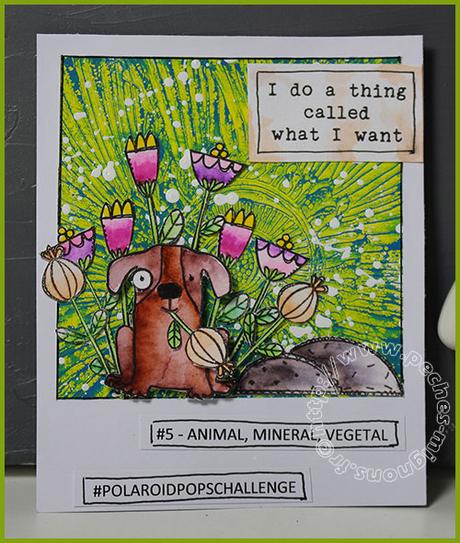 Polaroid pops challenge #5 – Animal, minéral, végétal