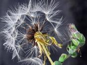 Laitue vireuse (Lactuca virosa)