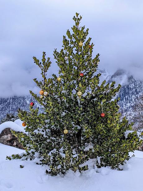 Weihnachtsstechpalme, Schneemänner und Eisskulptur in Mittenwald —  12 Bilder