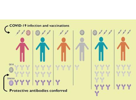 C’est le nombre d'expositions aux antigènes du SRAS-CoV-2, soit par infection soit par vaccination qui détermine la qualité des réponses anticorps (Visuel Veesler Lab).