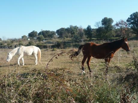 photos,promenade,lamas,chevaux,loisirs,cabane,ruisseau