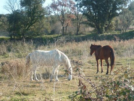 photos,promenade,lamas,chevaux,loisirs,cabane,ruisseau