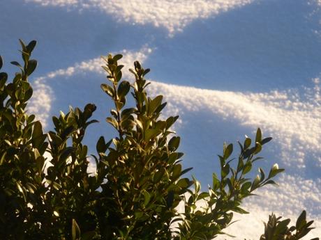 carnet,note,journal,chronique,politique,société,époque,1981,mai 1981,élections,mitterrand,charles hernu,service militaire,réforme,christian cottet-emard,blog littéraire de christian cottet-emard,autobiographie,socialistes,souvenir,années 80,vingtième siècle,buis,neige,campagne,hiver,lumière,contemplation,rêverie,nature