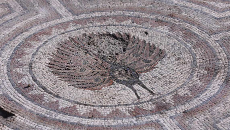 Une mosaïque de paon découverte en Croatie dans l'ancienne cité de Salone