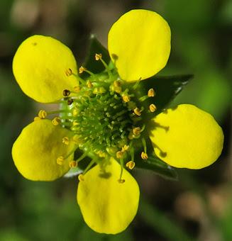 Benoîte des villes (Geum urbanum)