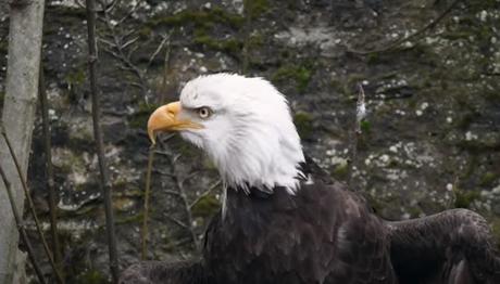 Le Bioparc recueille et soigne les animaux sauvages locaux ou exotiques