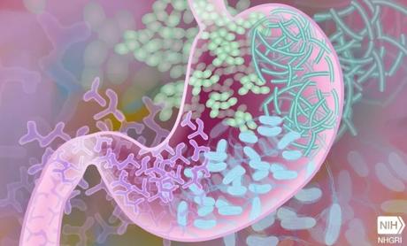 Le microbiote intestinal aurait-il aussi une influence sur le développement, la sévérité et la durée de la maladie COVID-19 ? (Visuel Fotolia) Le microbiote intestinal aurait-il aussi une influence sur le développement, la sévérité et la durée de la maladie COVID-19 ? (Visuel Fotolia)