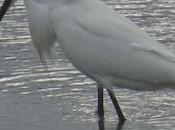 oiseaux marais cœur l’hiver