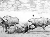 buffles Serengeti, voie disparition