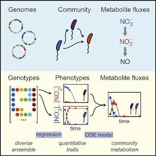 #Cell #génome #microbe #métabolite La structure génomique prédit la dynamique des métabolites dans les communautés microbiennes