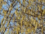 Carnet Sous noisetier (petit rituel)