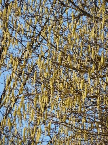 carnet,note,journal,autobiographie,chronique,blog littéraire de christian cottet-emard,noisetier,saule marsault,chatons,pollen,printemps,janvier,février,mars,nature,campagne,christian cottet-emard,saison,rituel,eczéma,allergie,peau,vaccin,piqûre,sport scolaire,dispense,médecin,principe de précaution,hyper-immunité,système immunitaire,choc anaphylactique,crêt