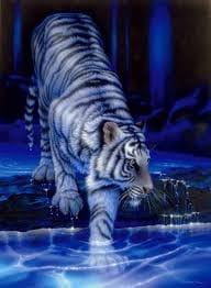 Tigre d'eau