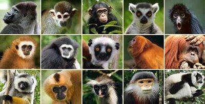 L'extinction annoncée des primates