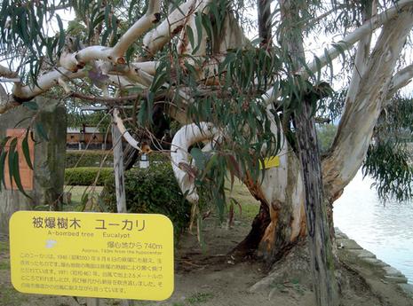 hiroshima-eucalyptus-vivant-740m-du-point-impact-bombe-a.1218015489.jpg