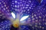fleur bleue.jpg