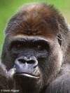 Gorille