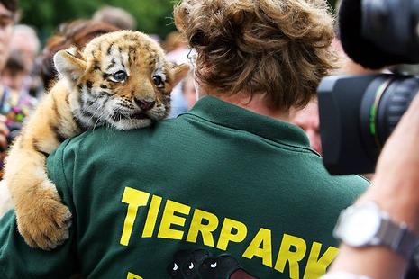 Antares, le bébé tigre du zoo de Berlin
