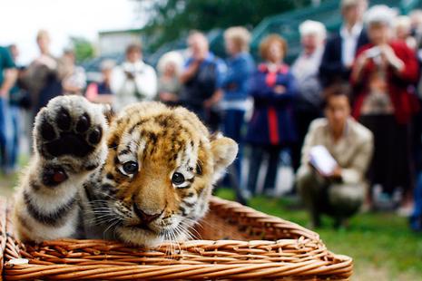 Antares, le bébé tigre du zoo de Berlin