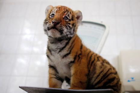 Antares, le bébé tigre du zoo de Berlin