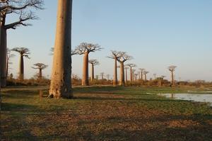 26-allee-baobabs