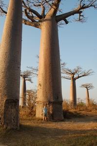 27-allee-baobabs-comparaison