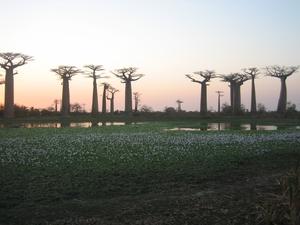 29-allee-baobabs-et-lac