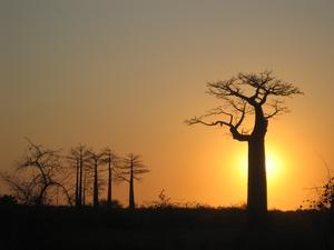 31-allee-baobab-soleil-couchant
