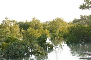 36-mangrove-foret-immergee