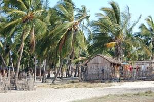 41-village-vezo-foret-palmiers