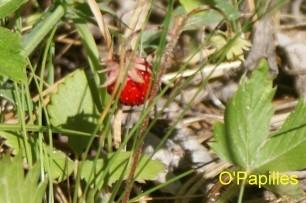 echinococcose-fraise.jpg