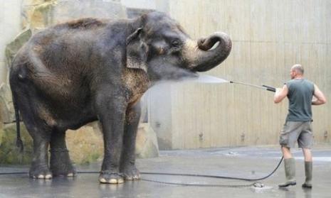 L'éléphant se douche