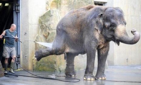 L'éléphant se douche