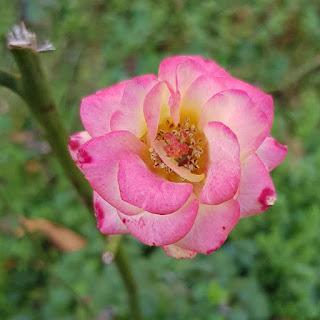 Bonjour monsieur ! Bonjour monsieur !