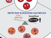 #trendsincellbiology #lysosomes #réparation Construits pour durer remodelage réparation lysosomes dans santé maladie